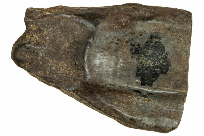 Fossil Triceratops Shed Tooth - Montana #350676